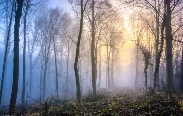 Forest, trees, nature, fog, England, spring, morning, England