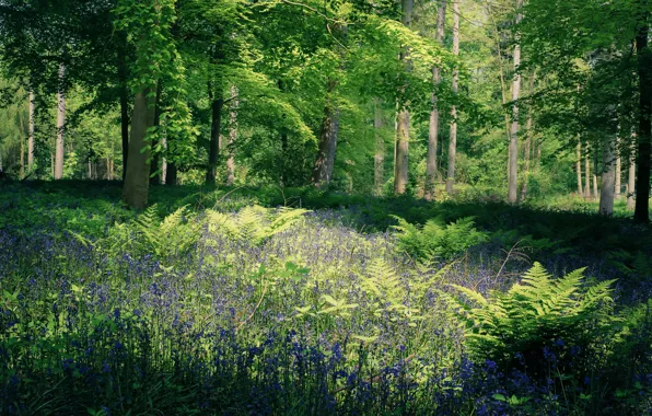 Greens, forest, summer, leaves, light, flowers, branches, Park