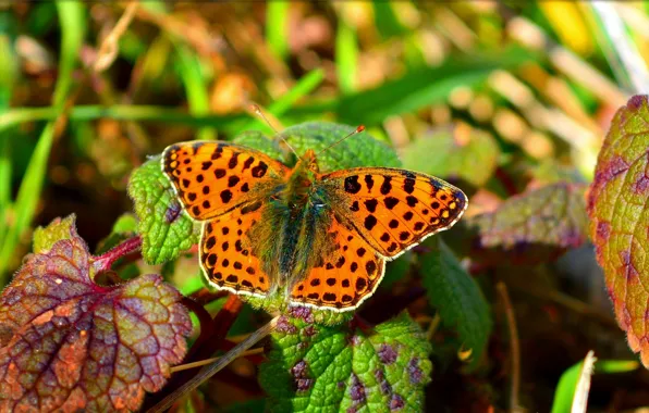 Macro, butterfly, butterfly, macro