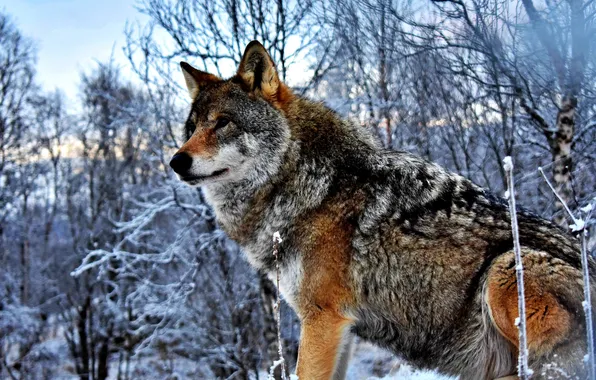 Nature, snow, predator, face, animal, wolf, wildlife, portrait