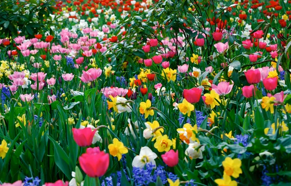 Picture field, grass, leaves, petals, meadow, tulips