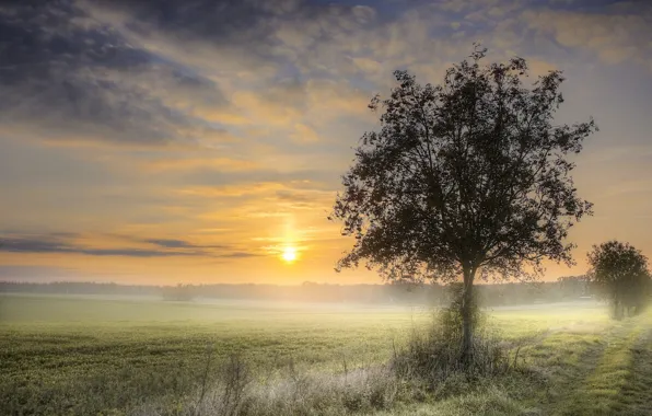 Picture field, sunset, fog, tree