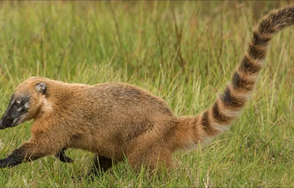 Predator, tail, tail, predator, coati, coati, step by step, slowly