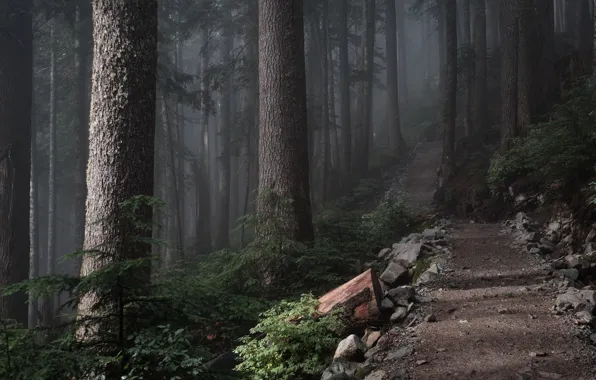 Picture forest, trees, nature, path