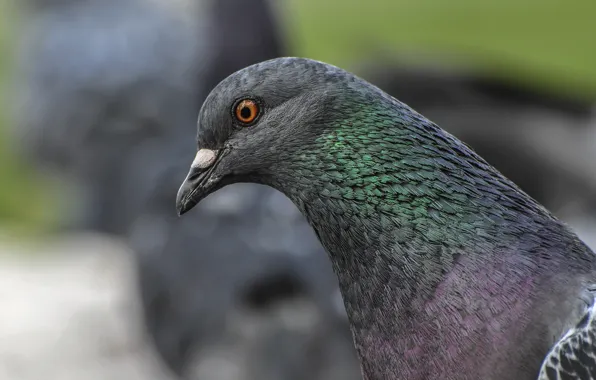 Nature, Bird, pigeons, animals, birds