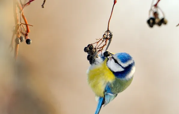 Picture black ash, tit, hanging, winter, branch