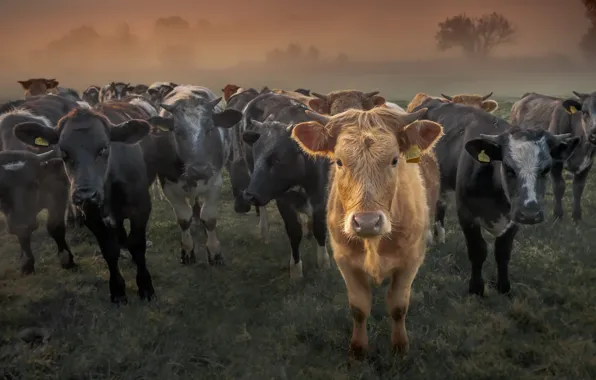 People, cattle, the herd