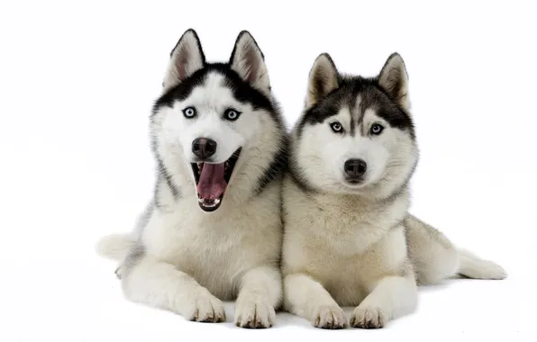 Dogs, snow, pair, likes, husky