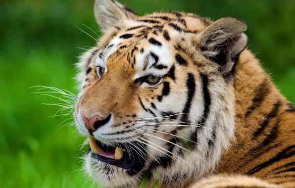 Mustache, face, strips, tiger, stay, looks