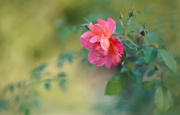 Picture leaves, flowers, roses, blur, pink, buds, bokeh
