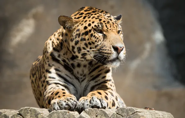 Picture cat, look, face, the sun, stay, Jaguar, log