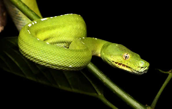 Leaves, snake, branch, Python, black background, green