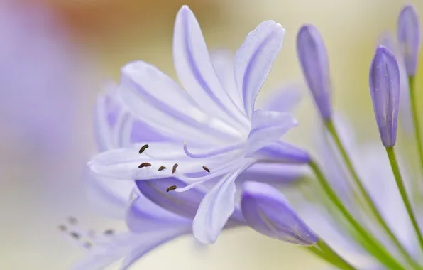 Picture flower, leaves, petals, stamens