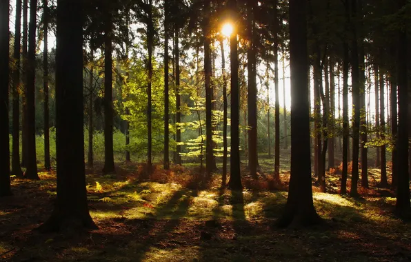 Forest, the sun, trees, nature, Czech Republic, Hurky