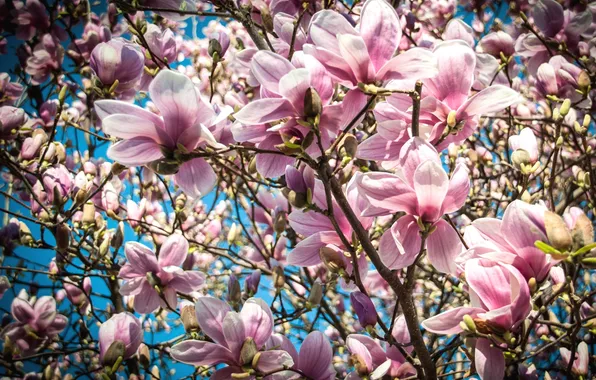 Macro, tree, pink, spring, Magnolia