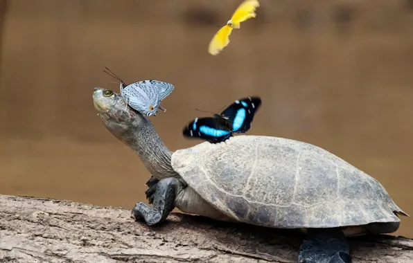 Picture butterfly, turtle, paws, neck