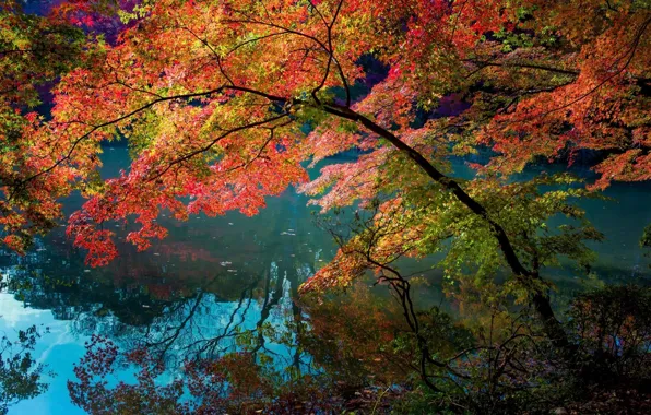 Reflection, foliage, Trees