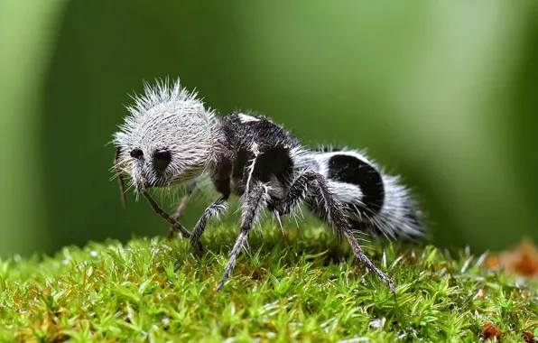 Picture photo, velvet ant, ant Panda