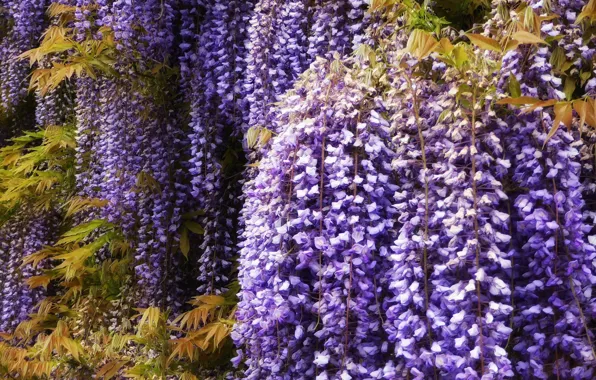 Bunches, Wisteria, Wisteria