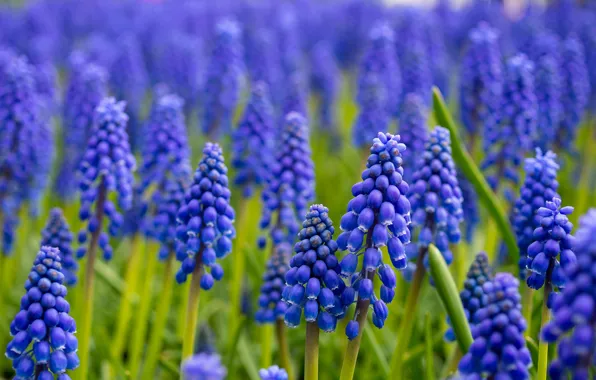 Picture flowers, nature, Grape Hyacinth