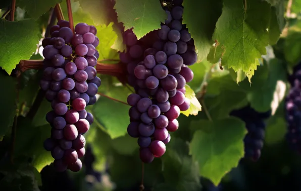 Leaves, nature, harvest, grapes, vineyard, hang, bunches of grapes, bunch of grapes