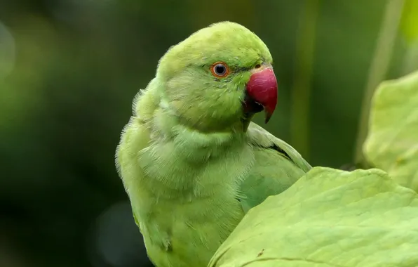 Picture bird, parrot, Indian ringed parrot, Alexandrine parrot