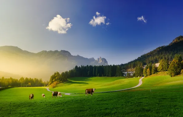 Greens, forest, the sky, clouds, light, mountains, blue, cow