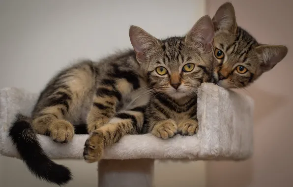 Look, cats, pose, kitty, background, pair, kittens, kitty