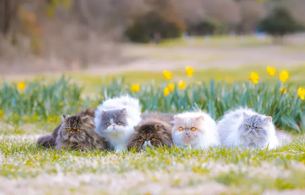 Look, cats, flowers, nature, pose, cats, spring, company