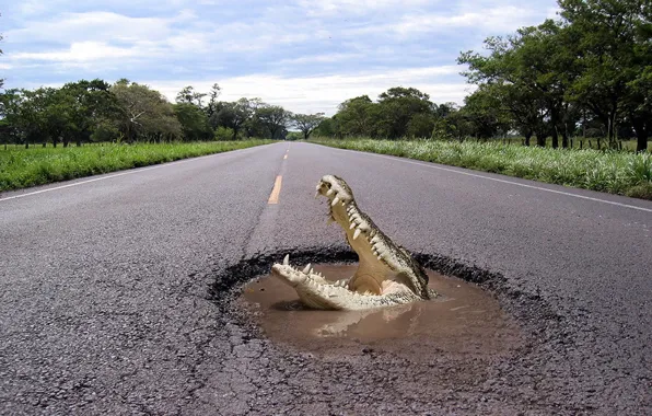 Road, pit, Crocodile