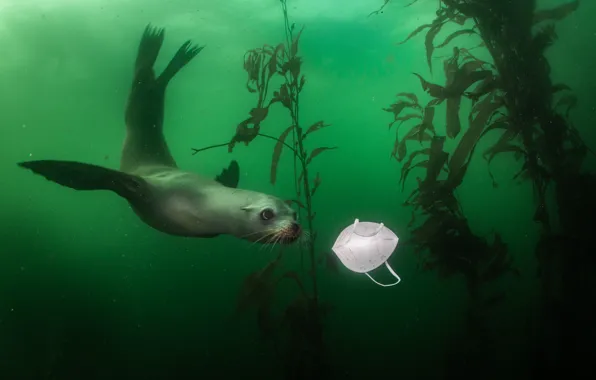 Interest, garbage, mask, Navy seal, under water, pond, swimming
