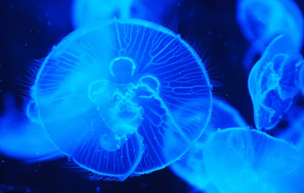 Water, macro, nature, the ocean, Jellyfish