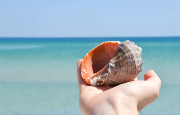 Picture sea, summer, hand, shell