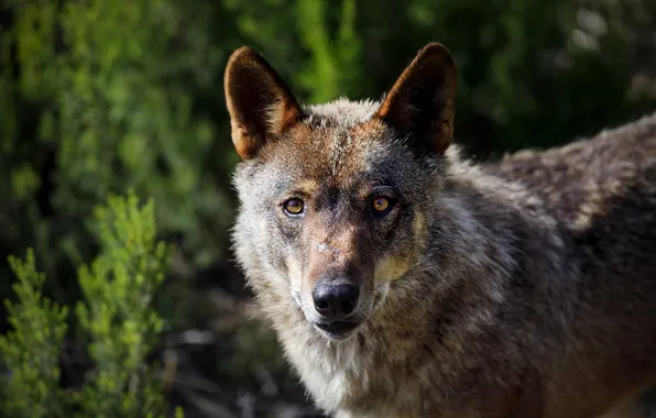Nature, face, animal, wolf, wildlife, head, fur, mammal