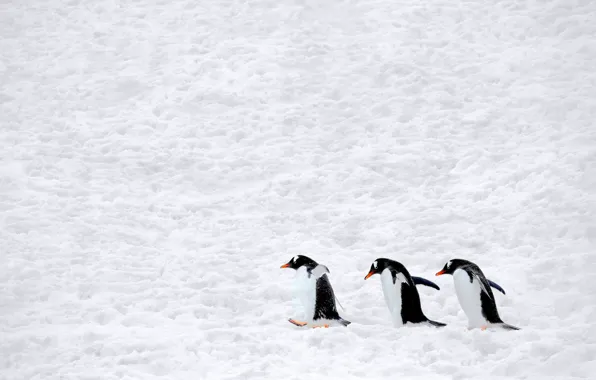 Winter, field, snow, birds, penguins, the snow, white background, penguin