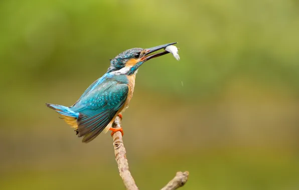 Picture bird, fish, branch, kingfisher, alcedo atthis, common Kingfisher, catch