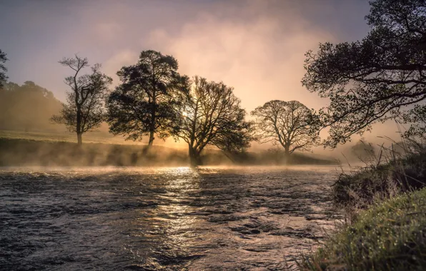 Nature, fog, river