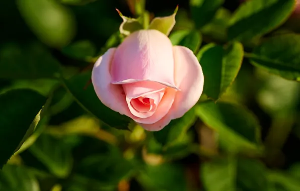 Picture macro, pink, rose, Bud