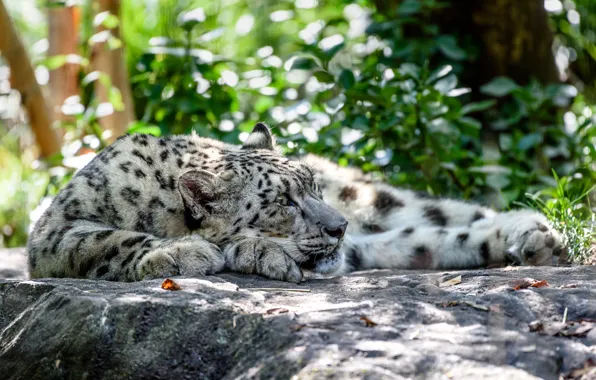 Grass, the sun, stones, predator, lies, IRBIS, snow leopard, resting