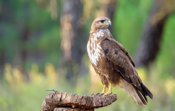 Bird, predator, column, Buzzard