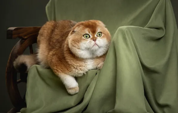 Picture cat, red, fabric, Kote, cat, Scottish fold cat, Svetlana Pisareva