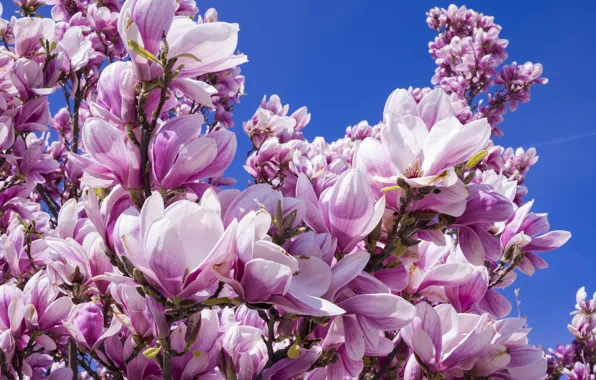 Flowers, The sky, Nature, Plant, Magnolia