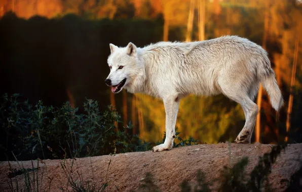 Language, white, look, light, nature, wolf, bokeh, Arctic