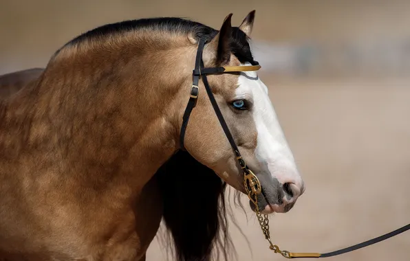 Picture animal, horse, Svetlana Pisareva, Tinker