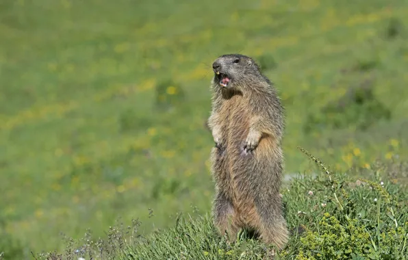 Picture grass, stand, marmot, bokeh, rodent, Alpine marmot