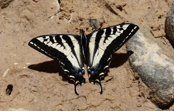 Sand, microsemi, wings, Butterfly, insect, beautiful, stones, closeup