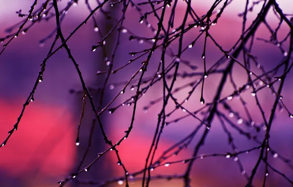 Drops, branches, sunrise, autumn rain