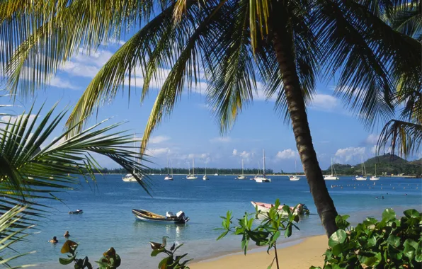 The sky, Beach, Palm trees, Sky, Beach, Palm Trees, Tropical, The Caribbean sea