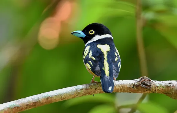 Picture eye, back, branch, wildlife, broadbill