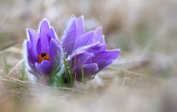 Flowers, nature, spring